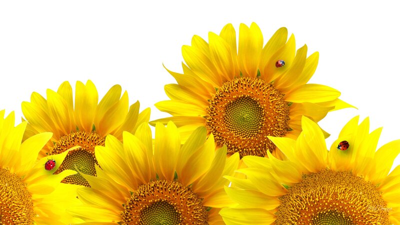 Sunflowers with Ladybugs — Yellow, Bright, Summer