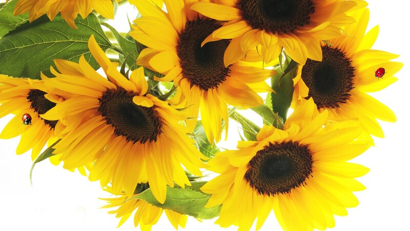 Sunflowers with Ladybugs — Yellow, Bright