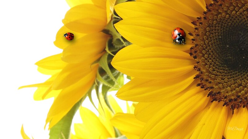Sunflowers with Ladybugs — Yellow, Serene