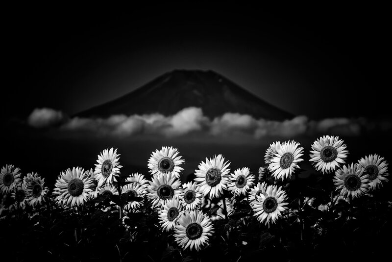 Sunflowers with Mountain — Black
