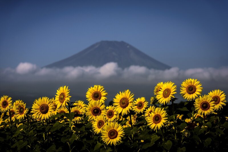 Sunflowers with Mountain