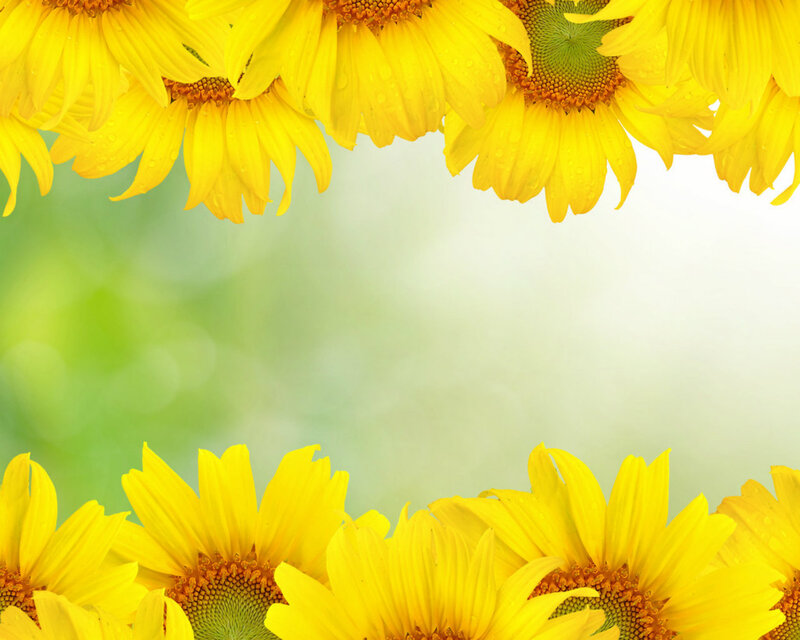 Sunflowers with Water Droplets — Yellow, Bright, Cheerful