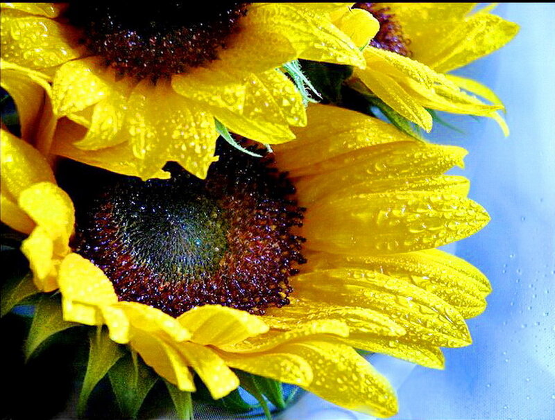 Sunflowers with Water Droplets — Yellow