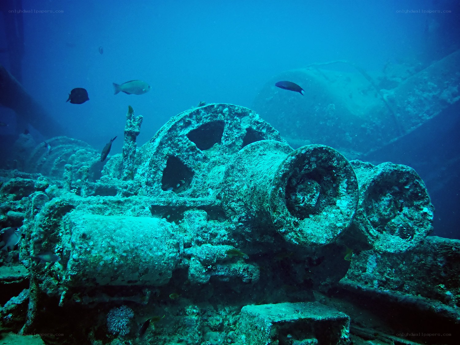 Sunken ship cannon underwater