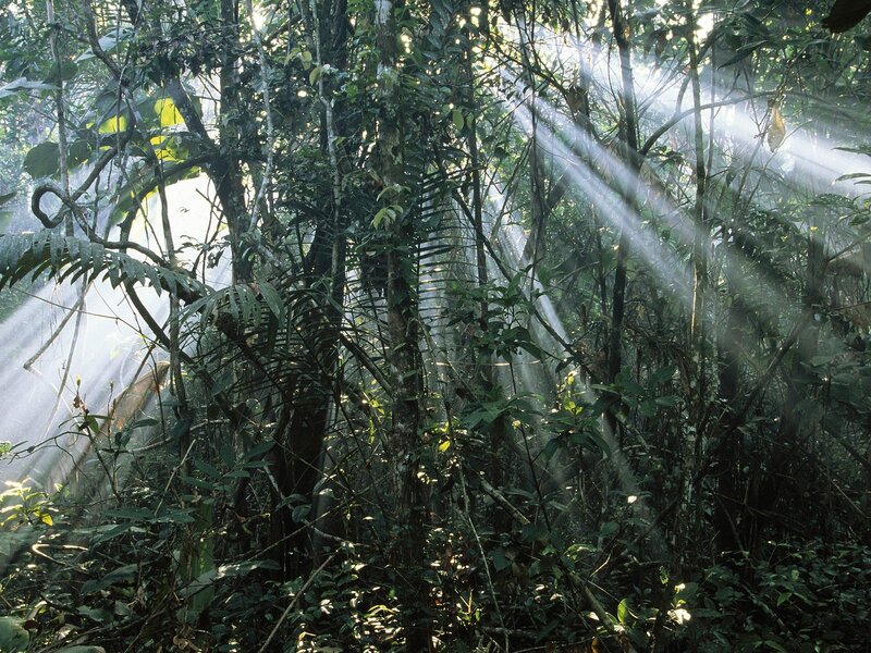 Sunlight beams in a dense forest