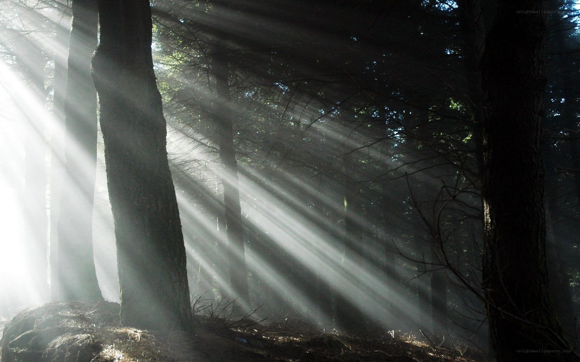 Sunlight beams in a forest