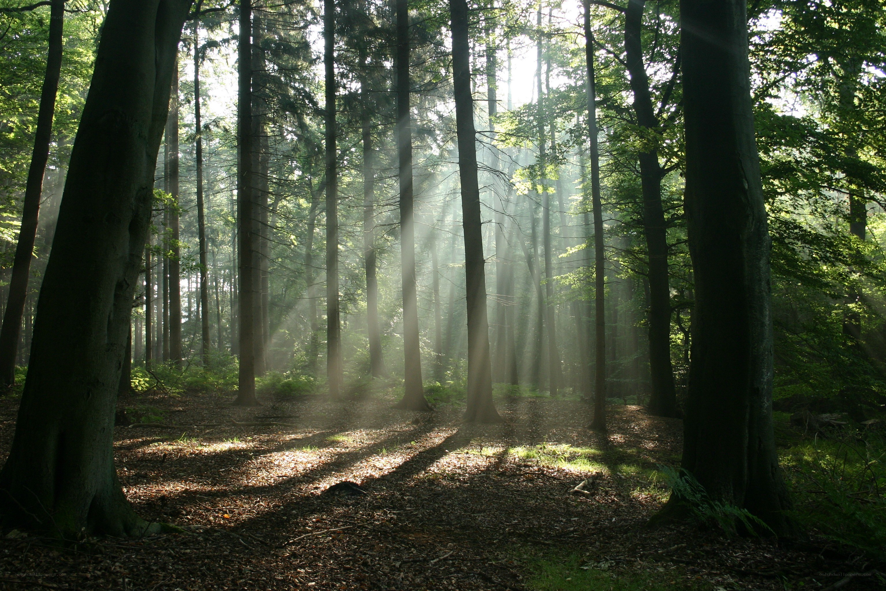 Sunlight beams in a forest