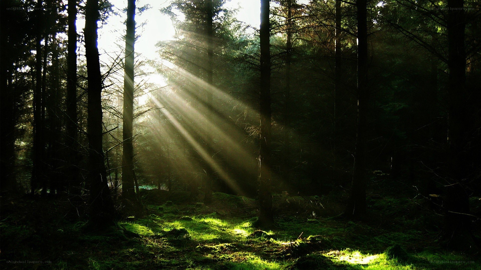 Sunlight beams in a forest