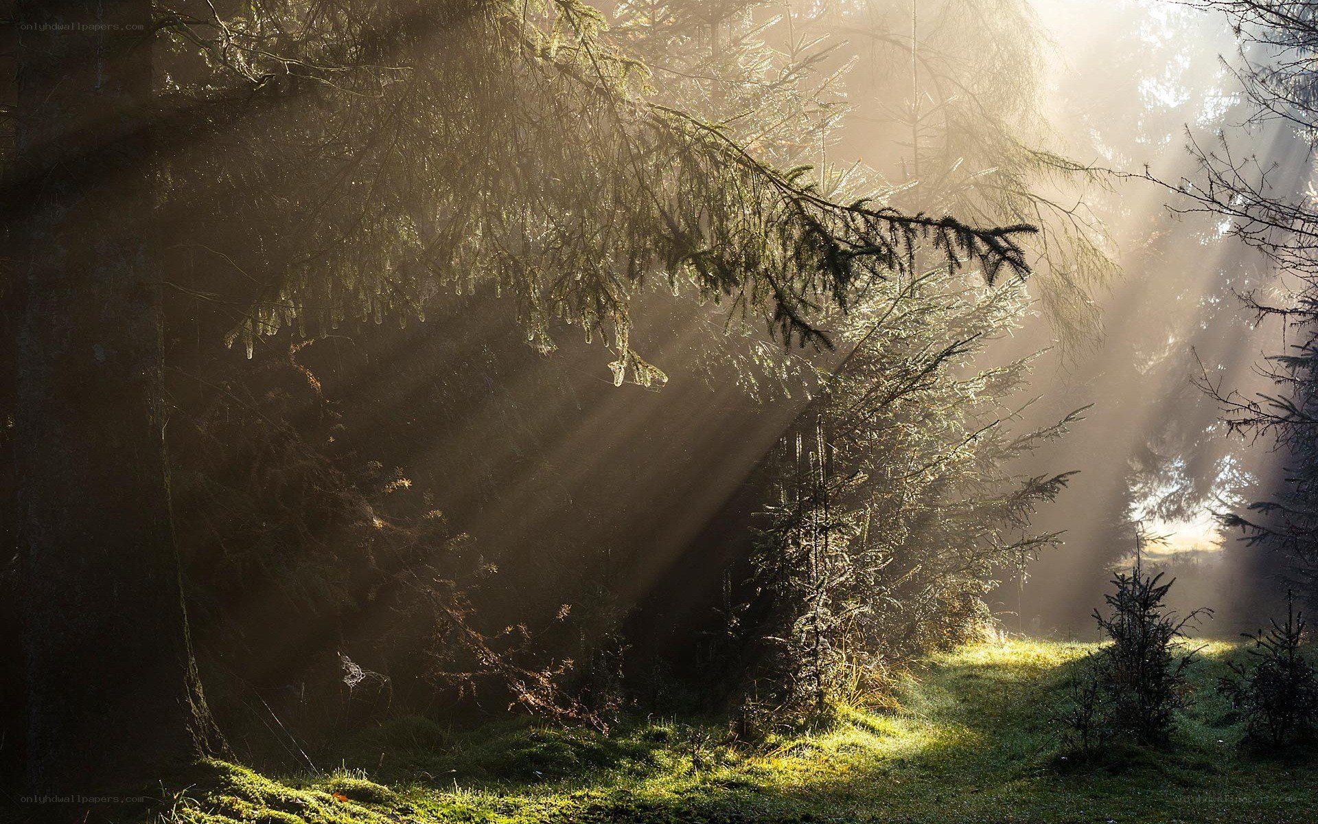 Sunlight beams in a forest