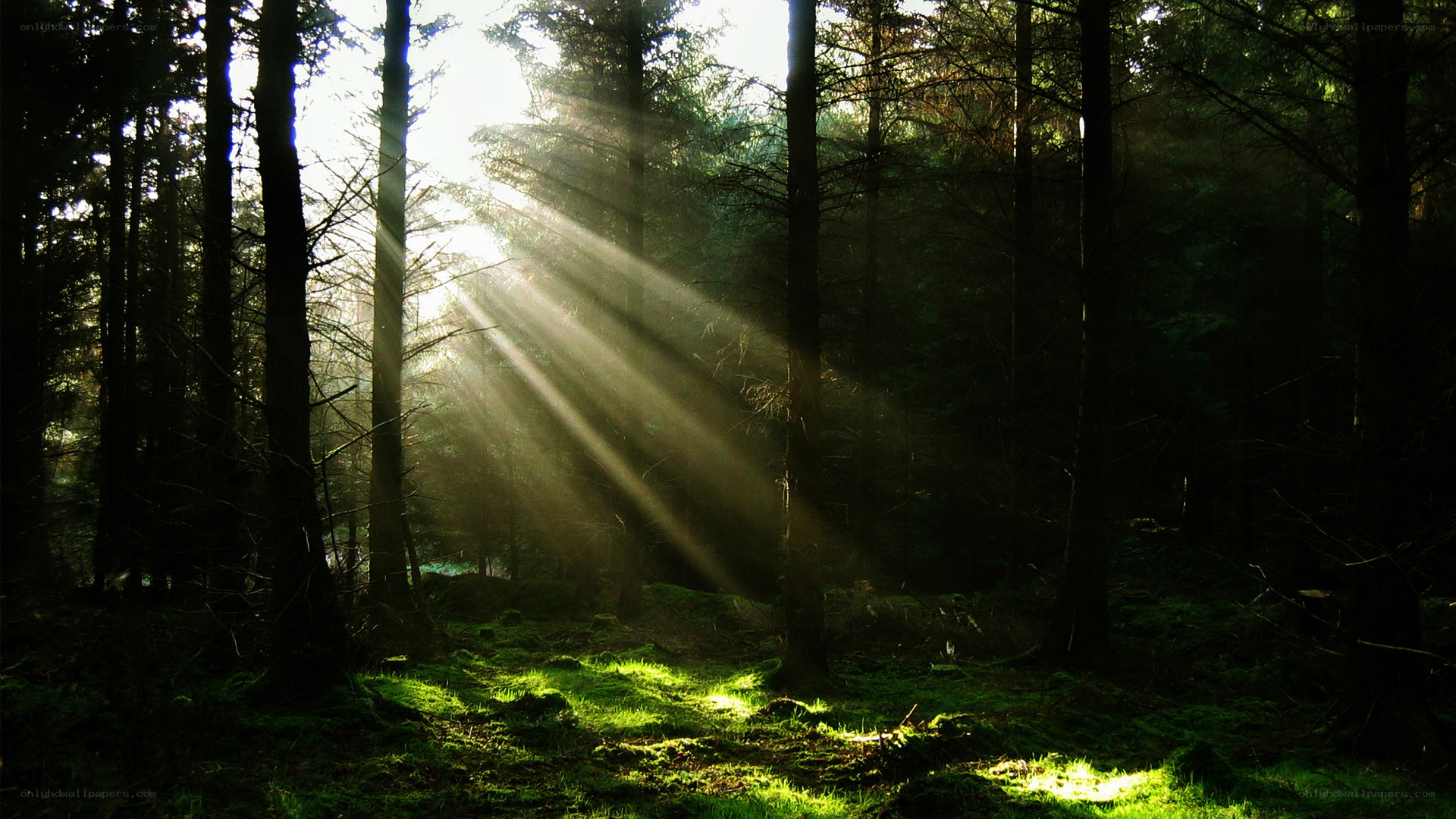 Sunlight beams in a forest