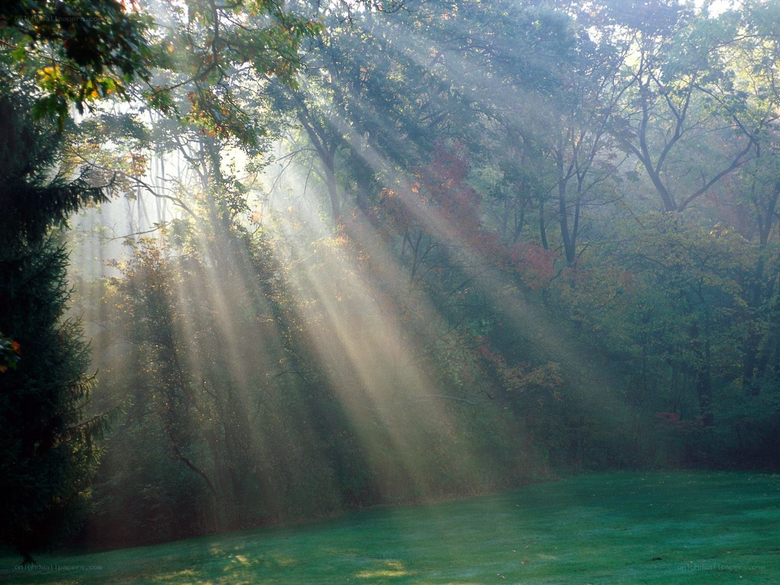 Sunlight beams in a forest