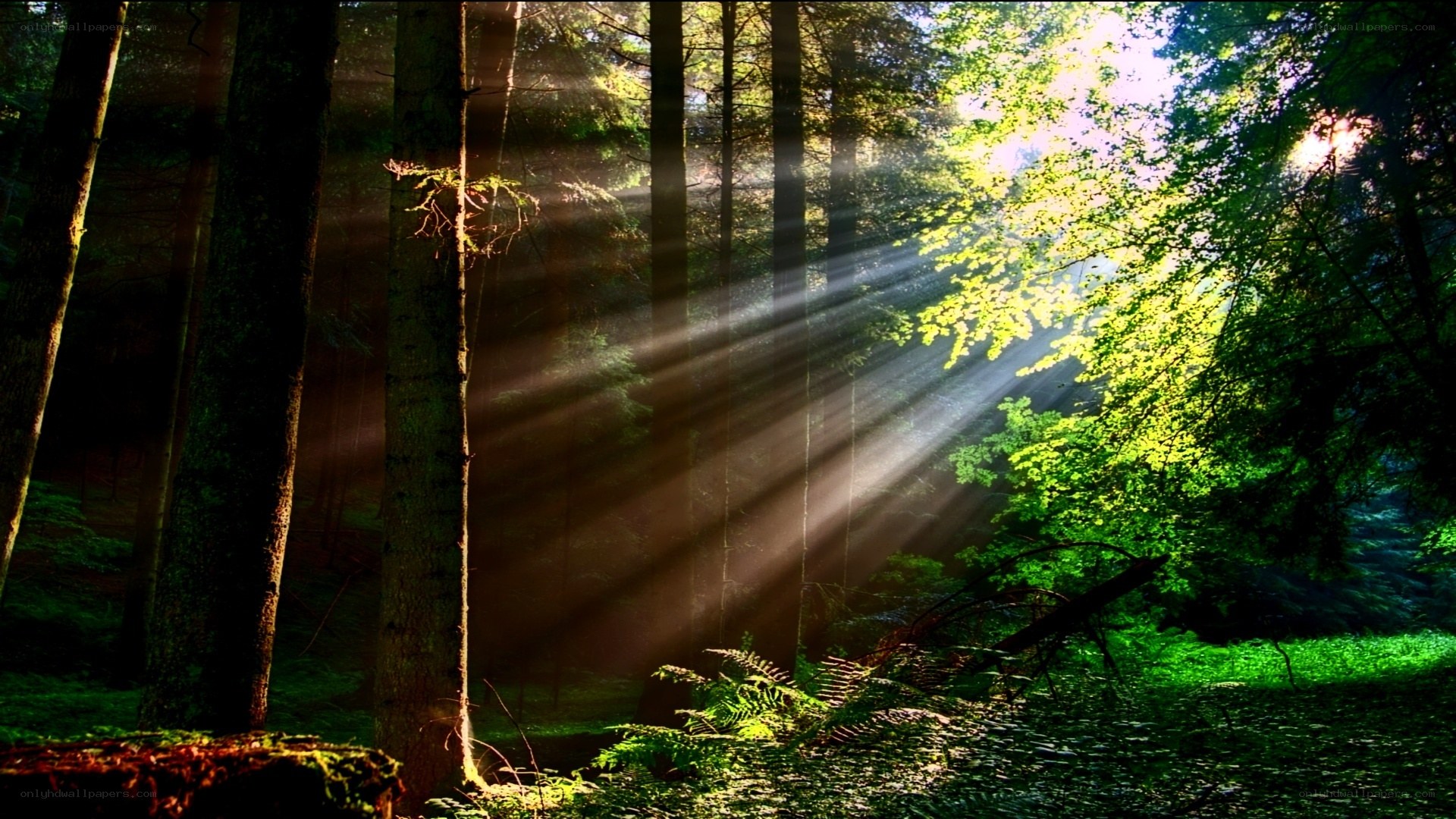 Sunlight beams in a forest