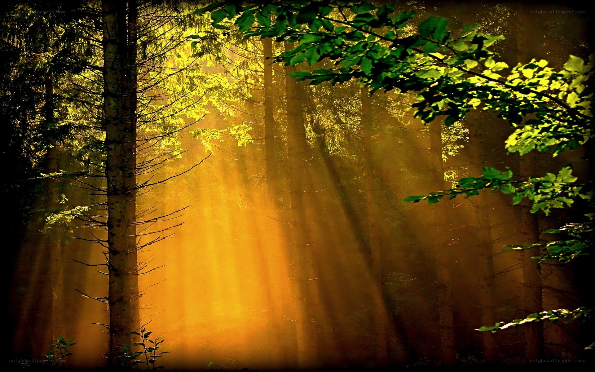 Sunlight beams in a forest