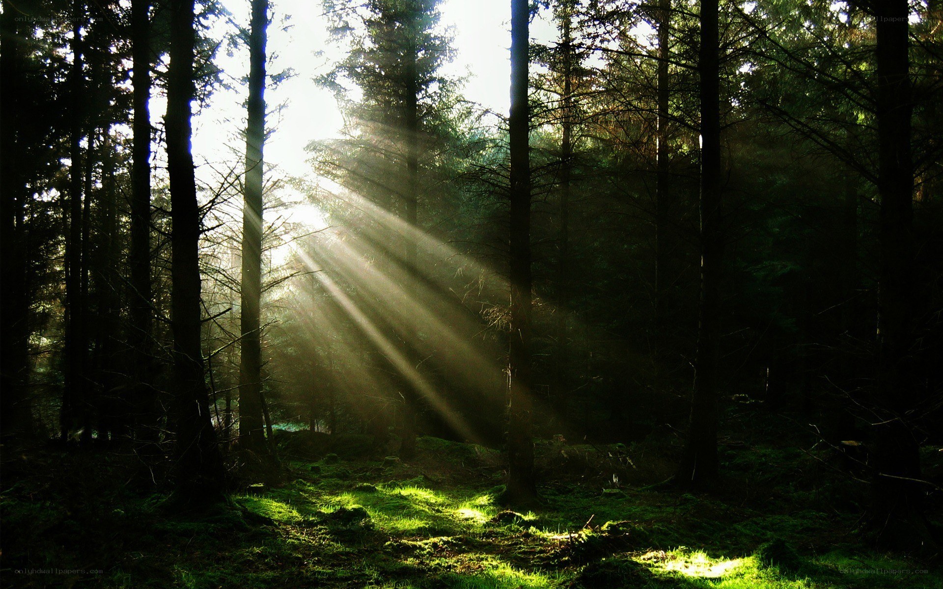 Sunlight beams in a forest