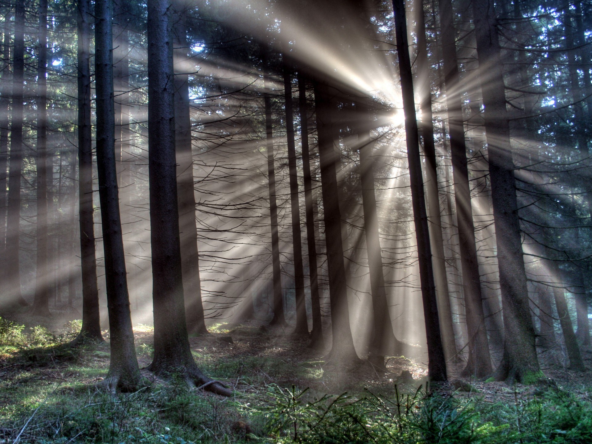 Sunlight beams in a forest