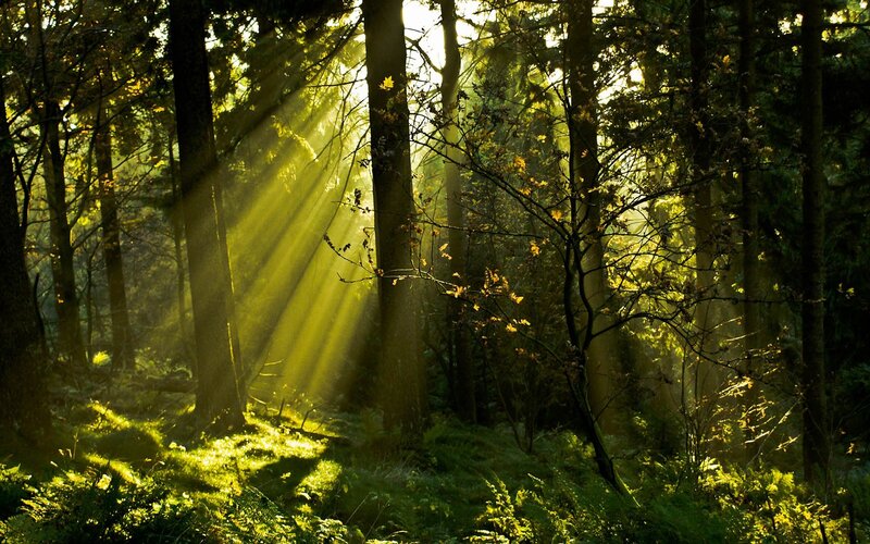 Sunlight beams in a forest