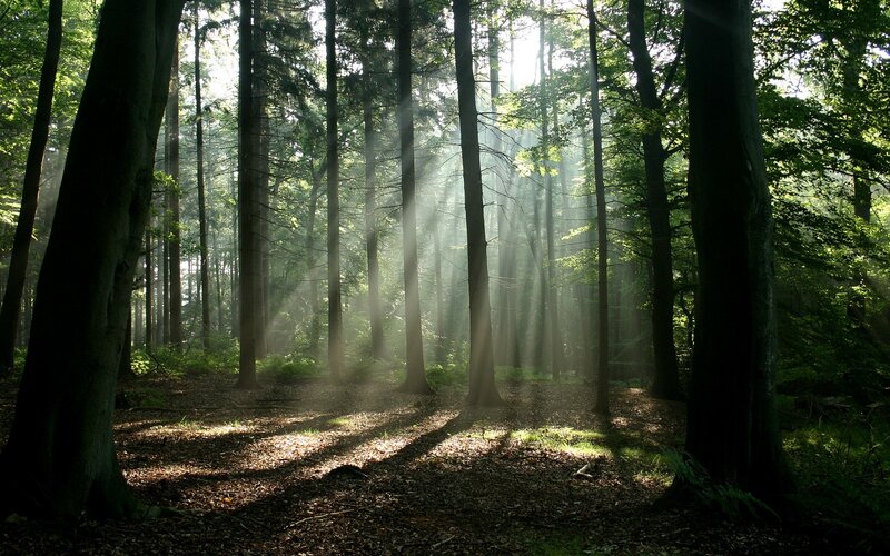 Sunlight beams in a forest