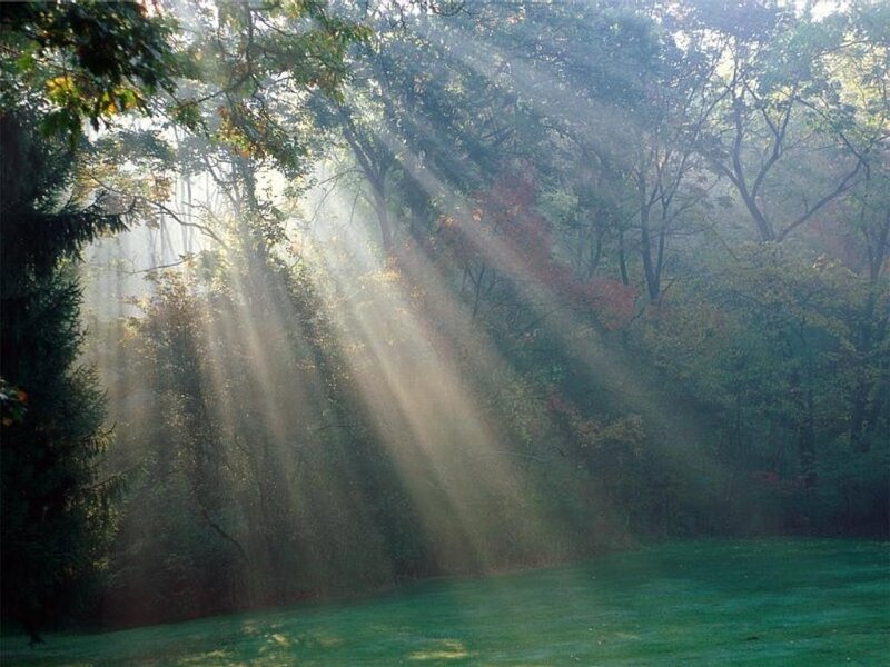 Sunlight beams in a forest