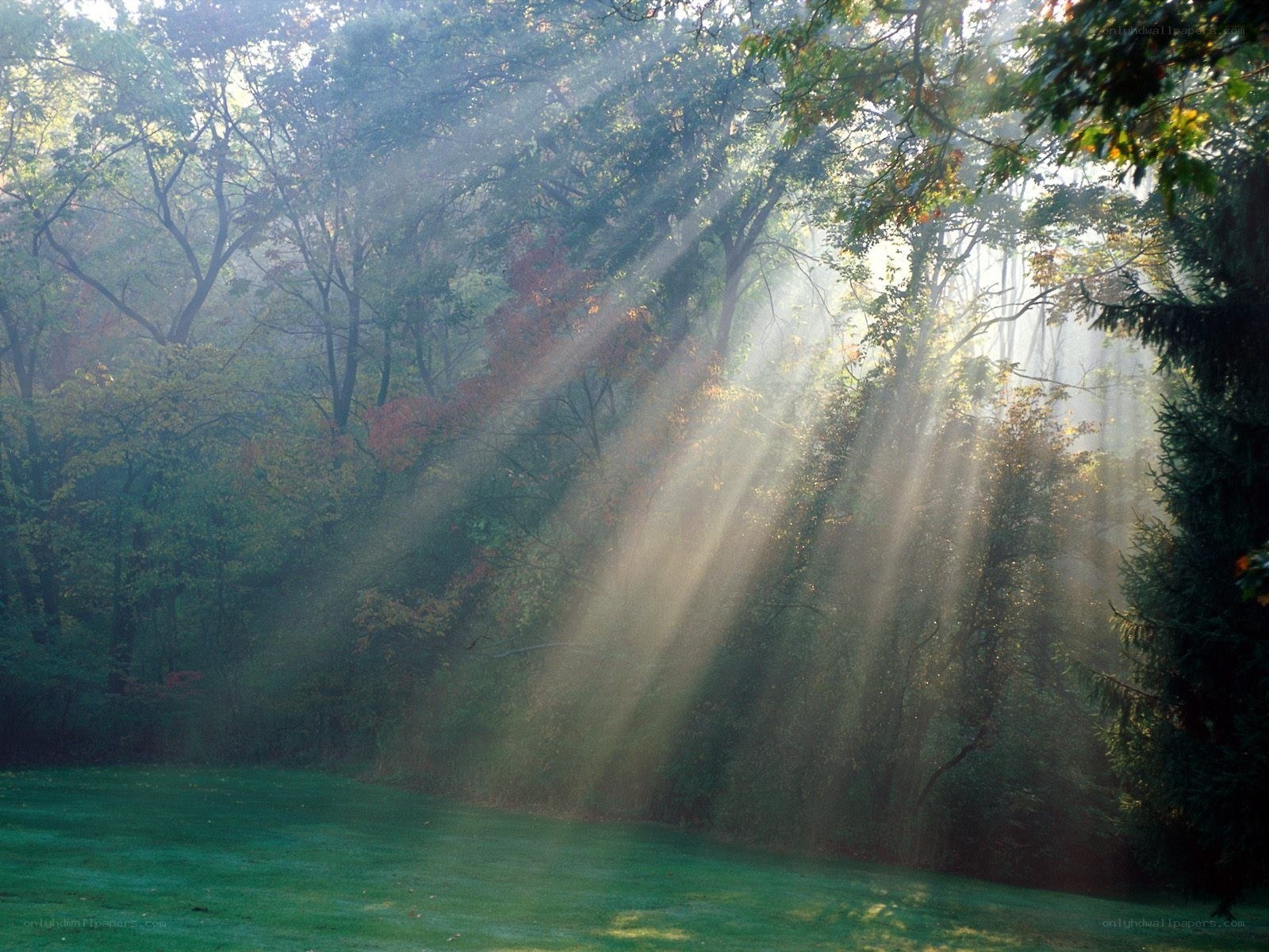 Sunlight beams in a misty forest