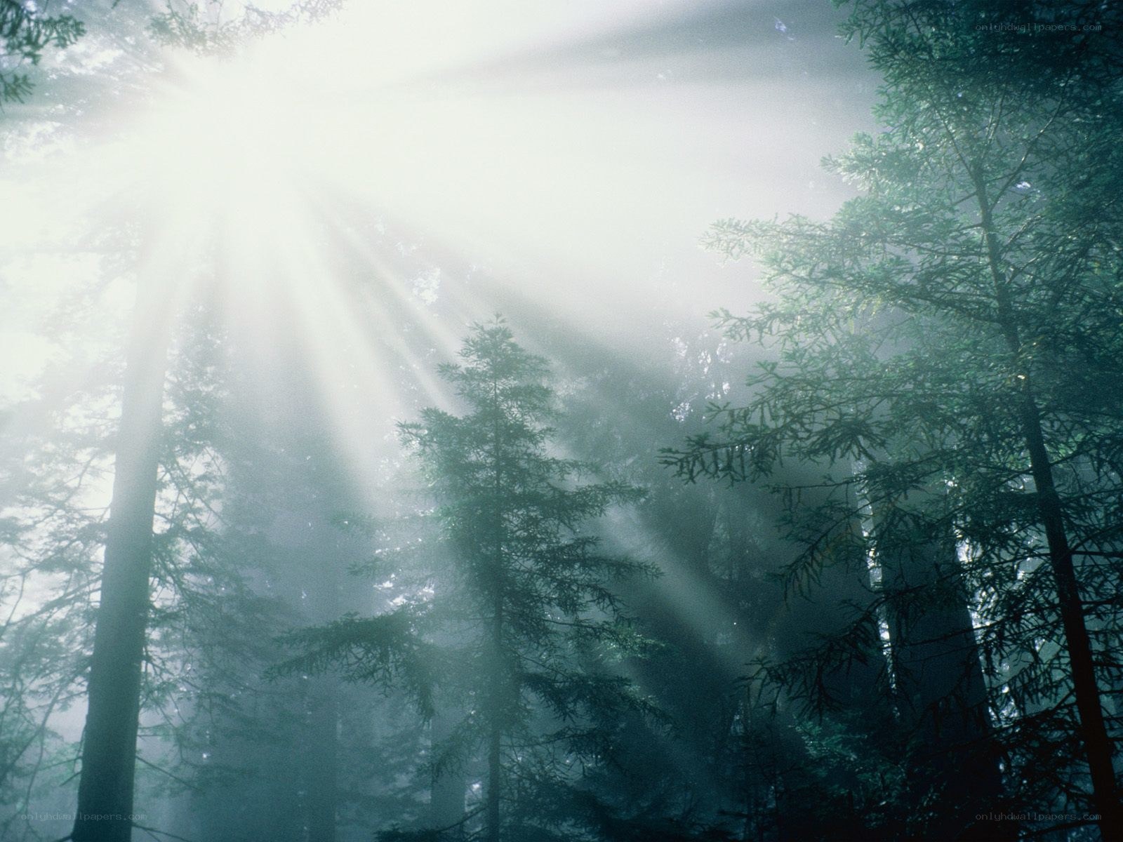 Sunlight beams in a misty forest