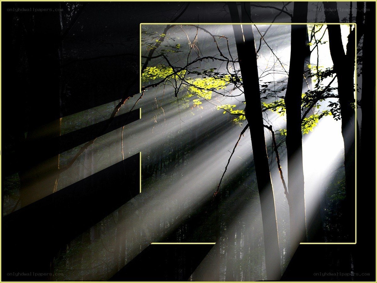 Sunlight beams in a misty forest