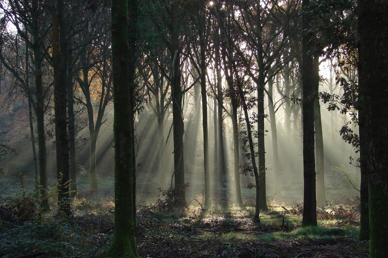 Sunlight beams in a misty forest