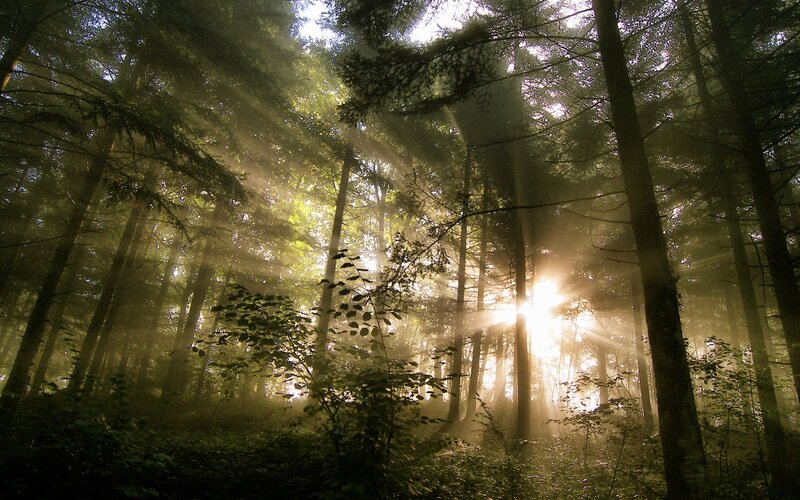 Sunlight beams in a misty forest