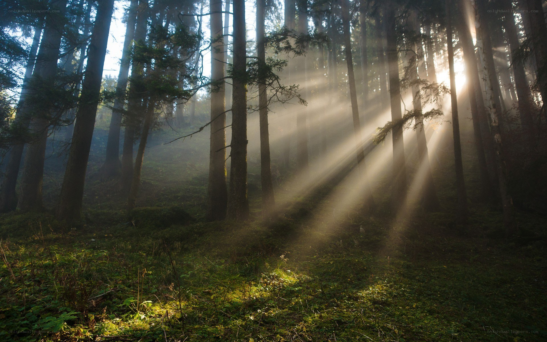 Sunlight beams in a misty forest