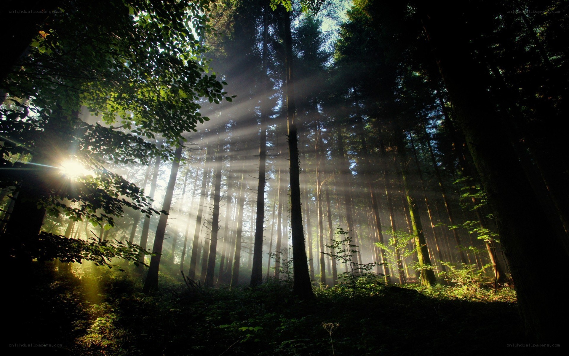 Sunlight beams in a misty forest