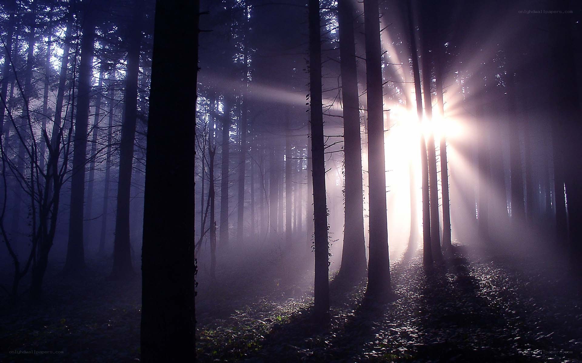 Sunlight beams in a misty forest