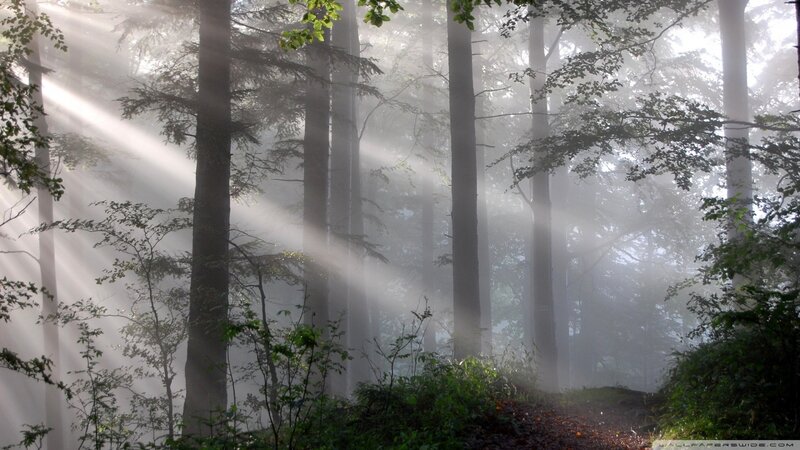 Sunlight beams in a misty forest