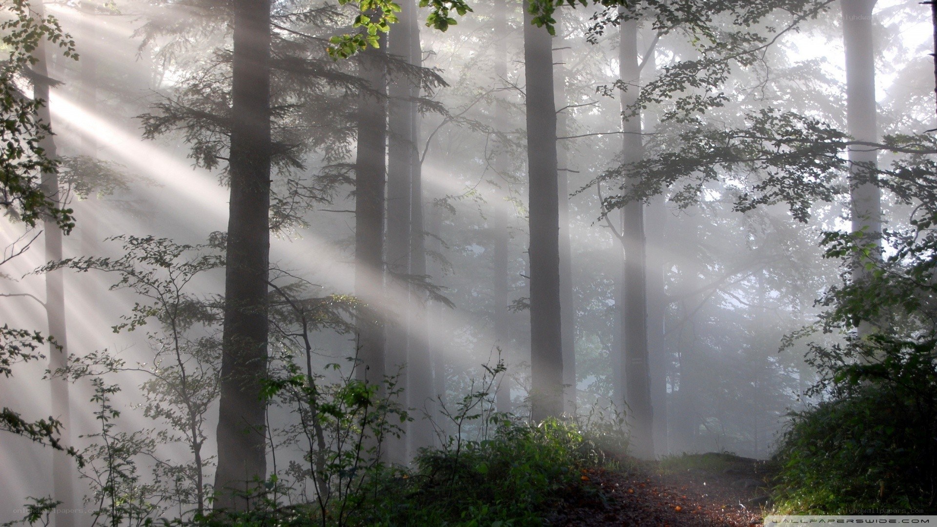 Sunlight beams in a misty forest