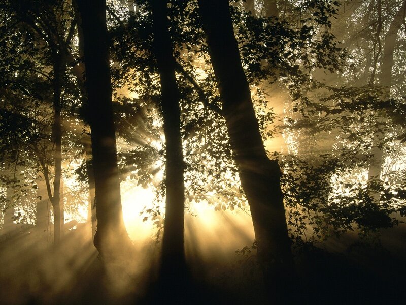 Sunlight beams in a misty forest