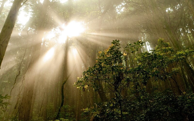 Sunlight beams in a misty forest