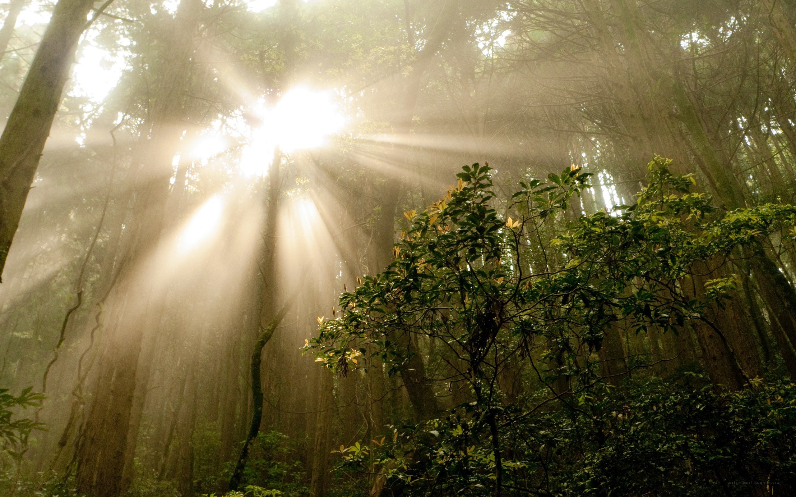 Sunlight beams in a misty forest