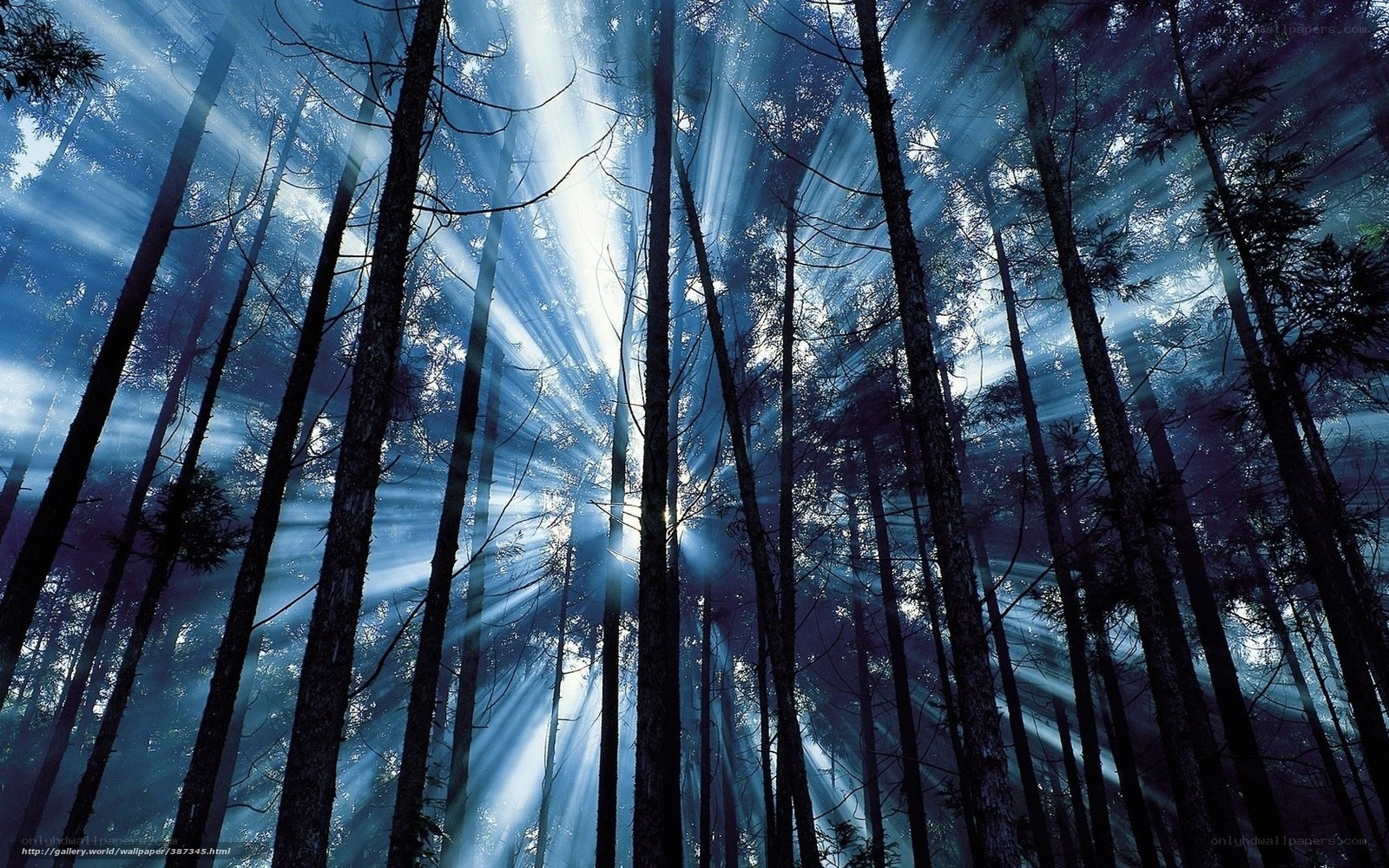 Sunlight beams in forest