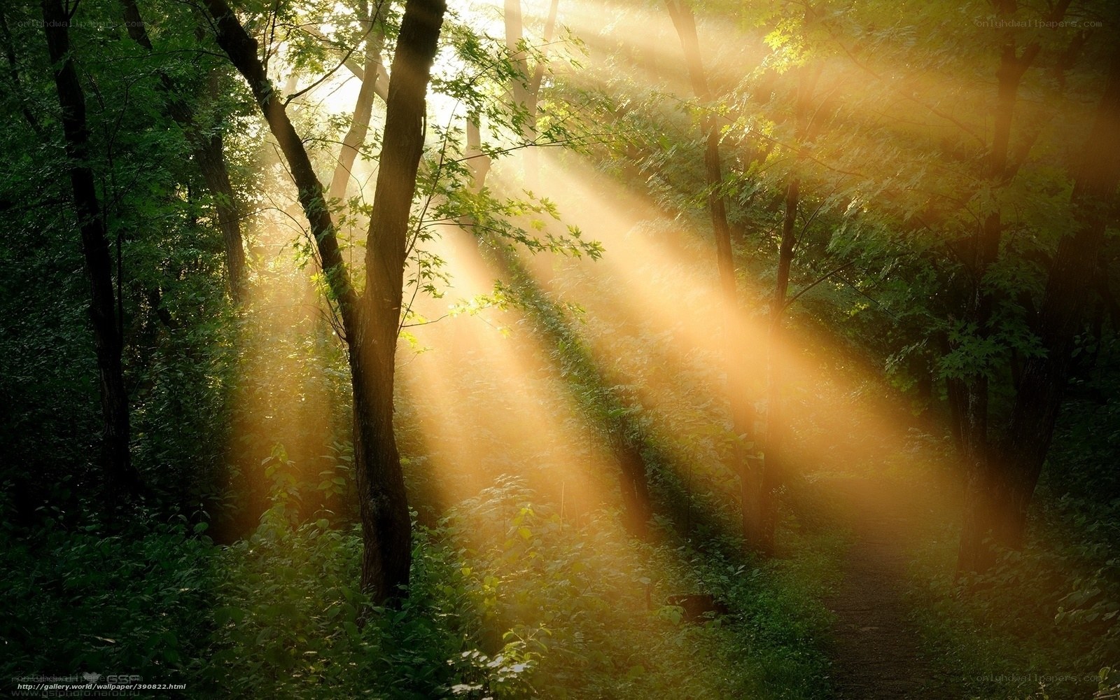 Sunlight beams in forest