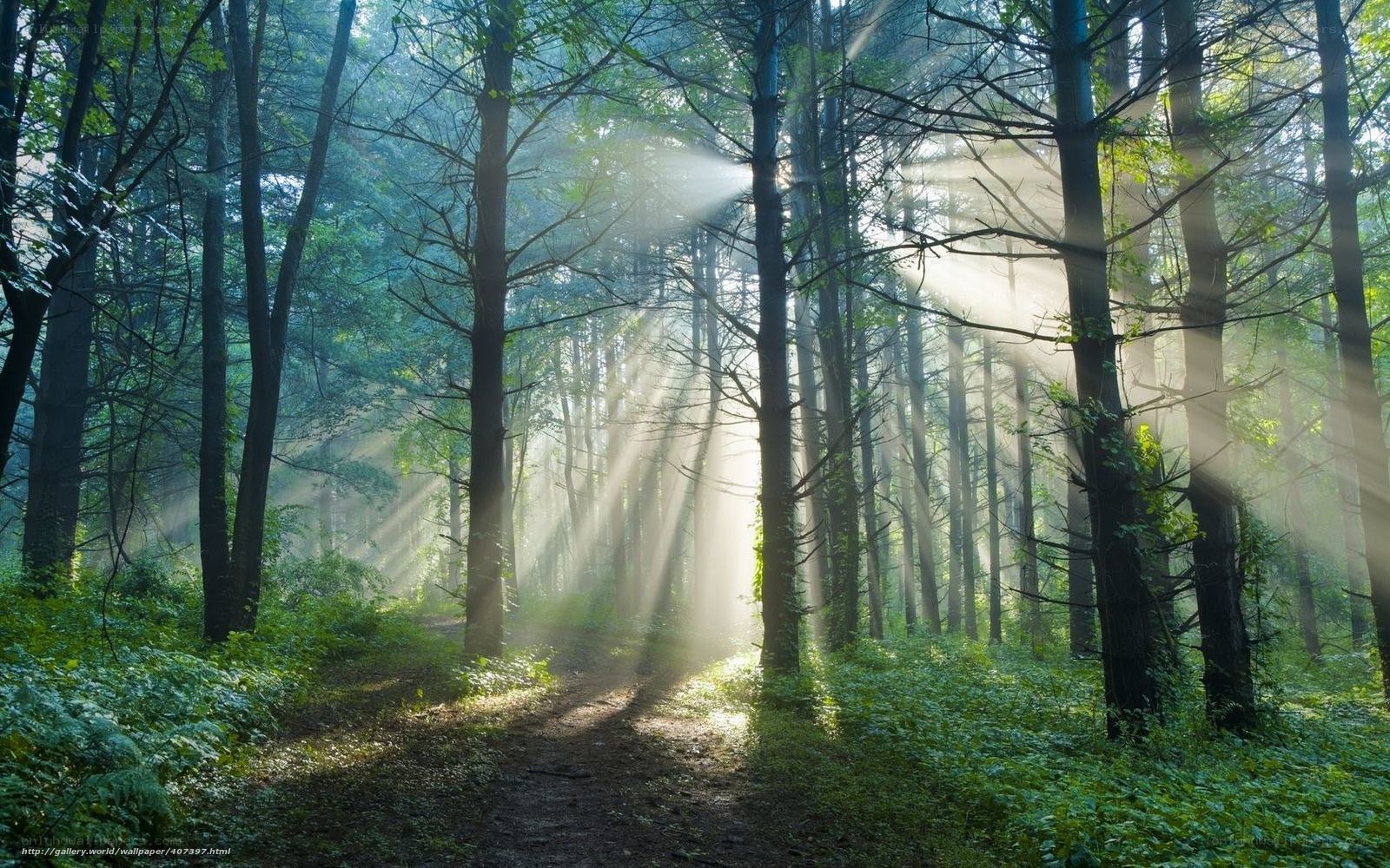 Sunlight beams in forest