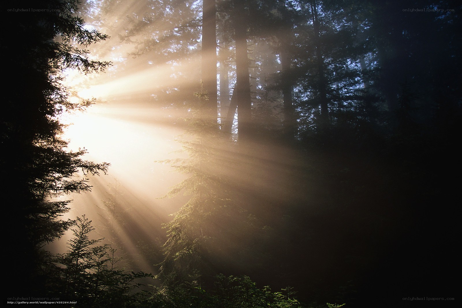 Sunlight beams in forest
