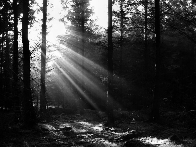 Sunlight beams in forest