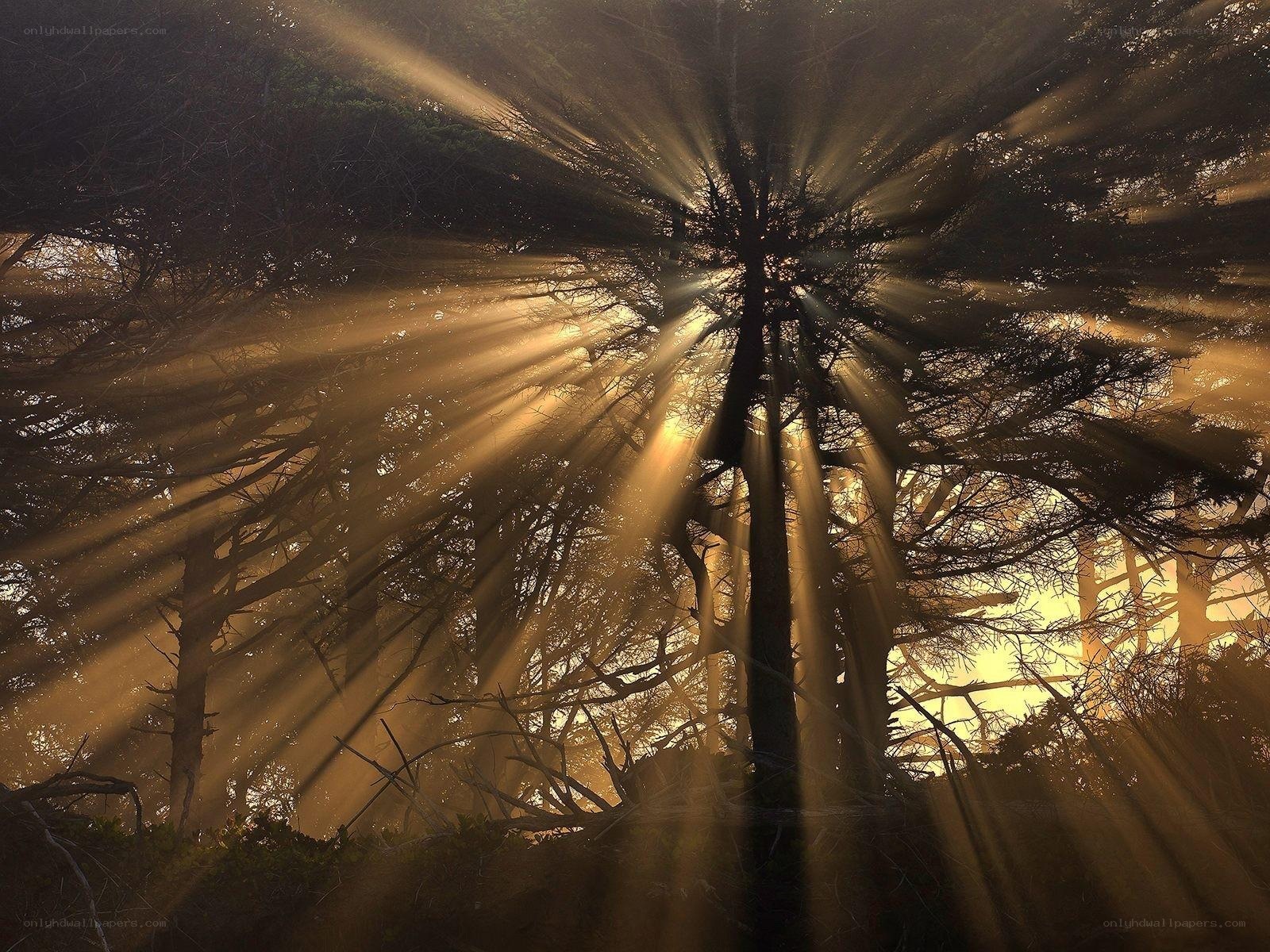 Sunlight beams in forest