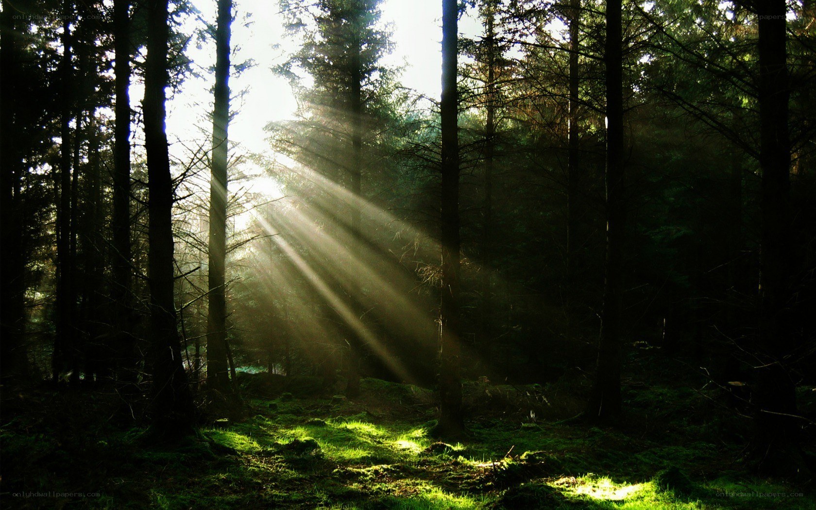 Sunlight beams in forest