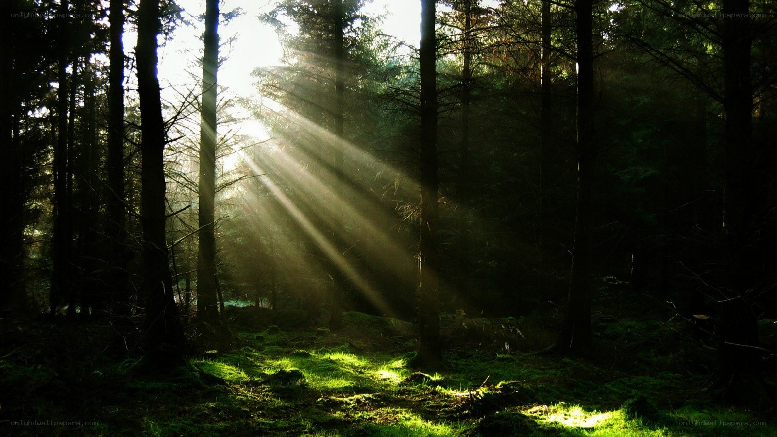 Sunlight beams in forest