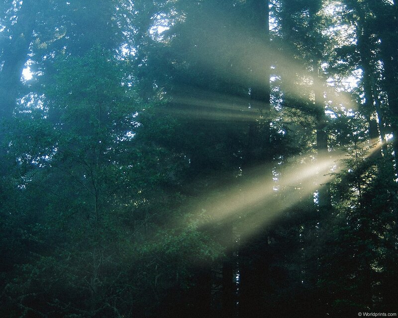 Sunlight beams in forest