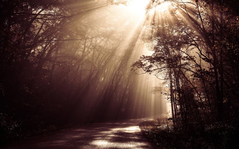 Sunlight beams in forest
