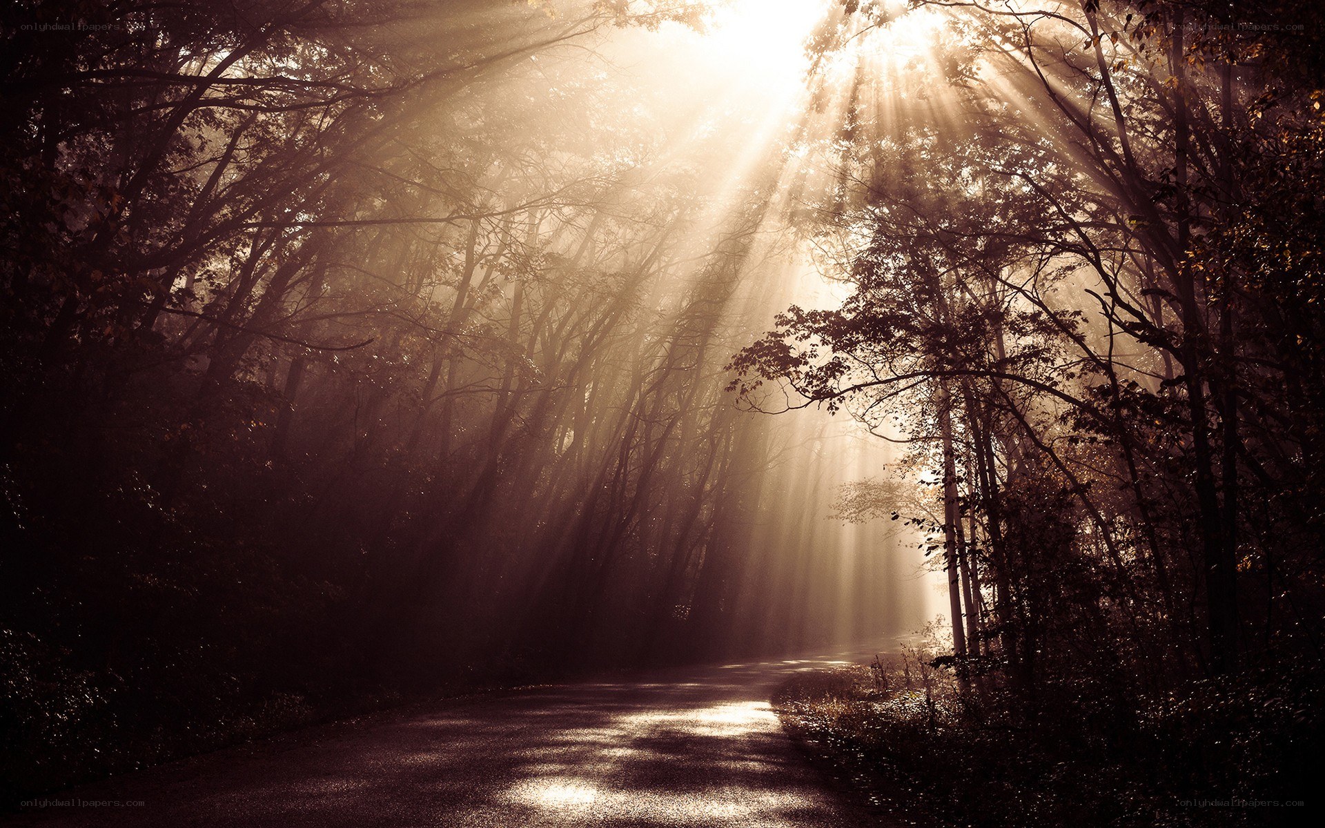 Sunlight beams in forest