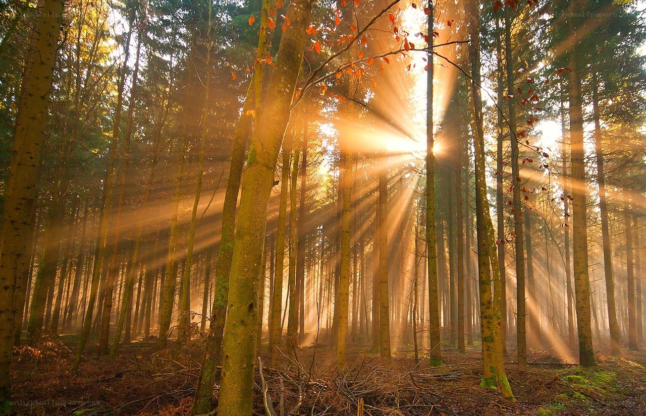 Sunlight beams in forest