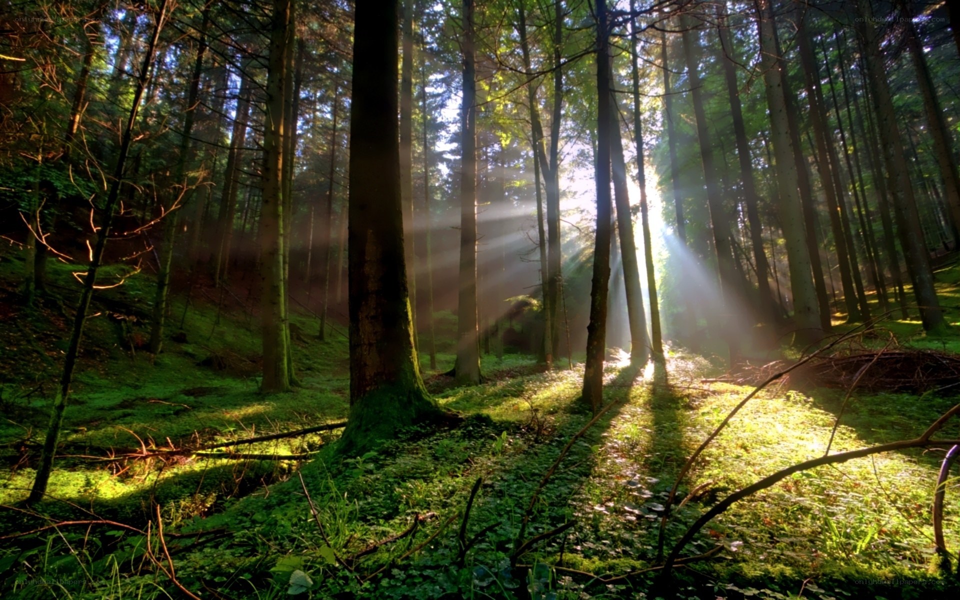 Sunlight beams in forest