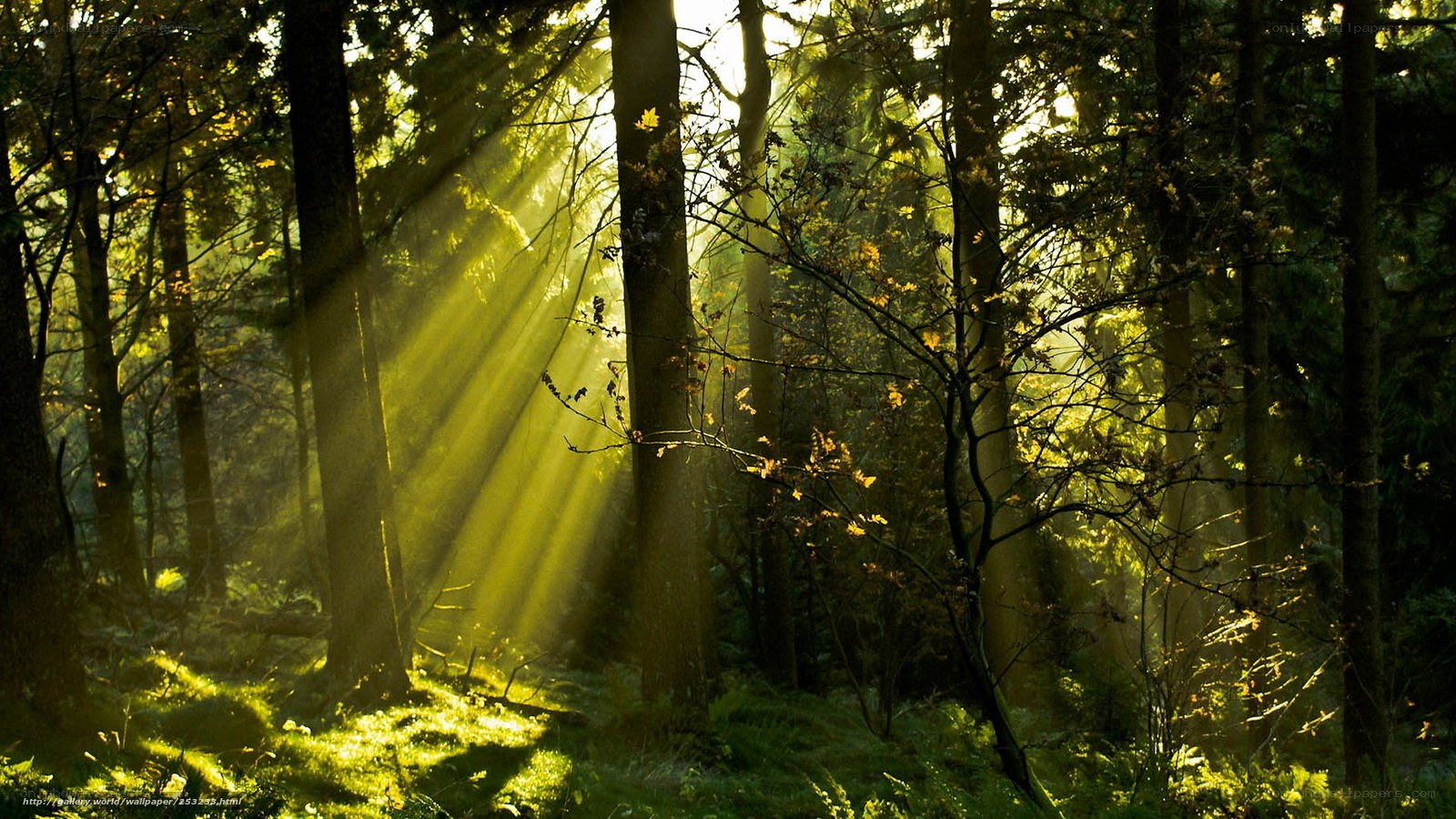 Sunlight beams in forest