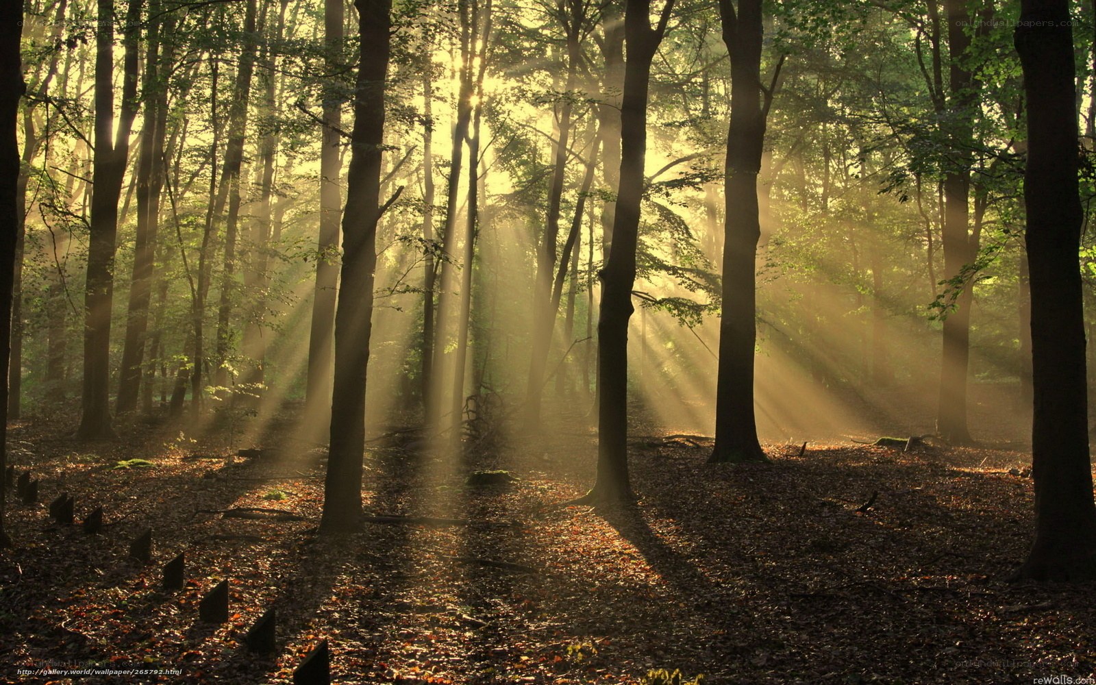 Sunlight beams in forest
